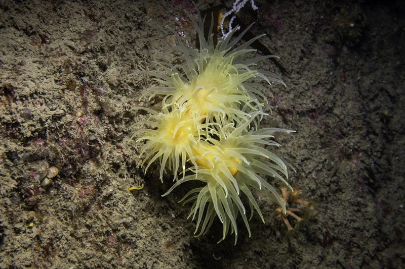 , Dendrophyllia Cornigera, Dendrophyllia cornigera