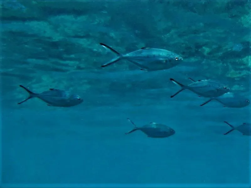 Derbio-Short-Dorsal-Fin-Pompano-Silverfish-Trachinotus-ovatus-diving-canary-islands-bony-fish-mediterranean-image