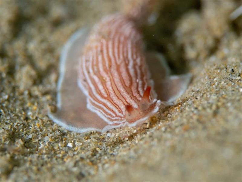 , Red Arminid, Dermatobranchus rubidus