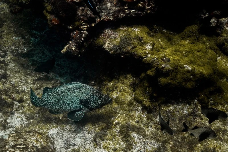 Marbled grouper, , Dermatolepis inermis