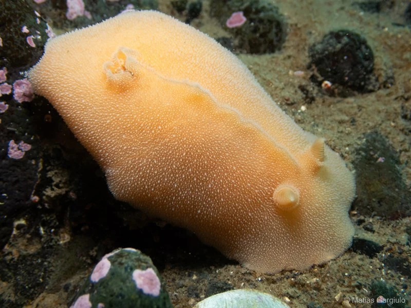 , Nudibranch, Diaulula hispida