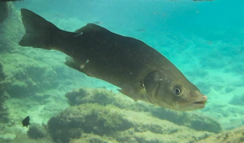 European seabass, European Seabass - Dicentrarchus labrax, Dicentrarchus labrax