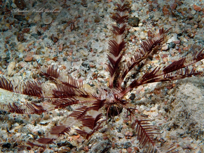 , Klunzinger's Feather Star, Dichrometra palmata