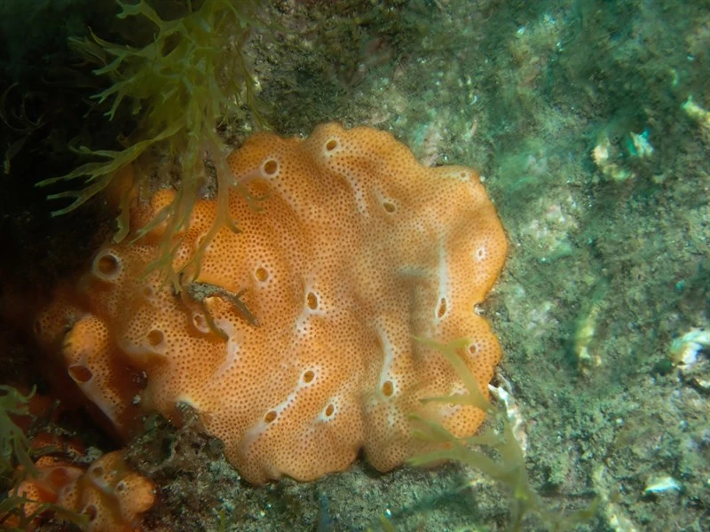 , Didemnum fulgens