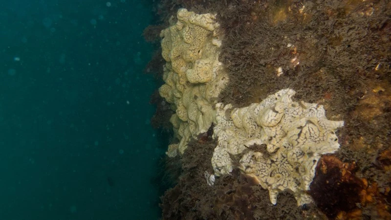 , Didemnum perlucidum