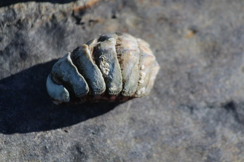 , Dinoplax validifossus, Dinoplax validifossus