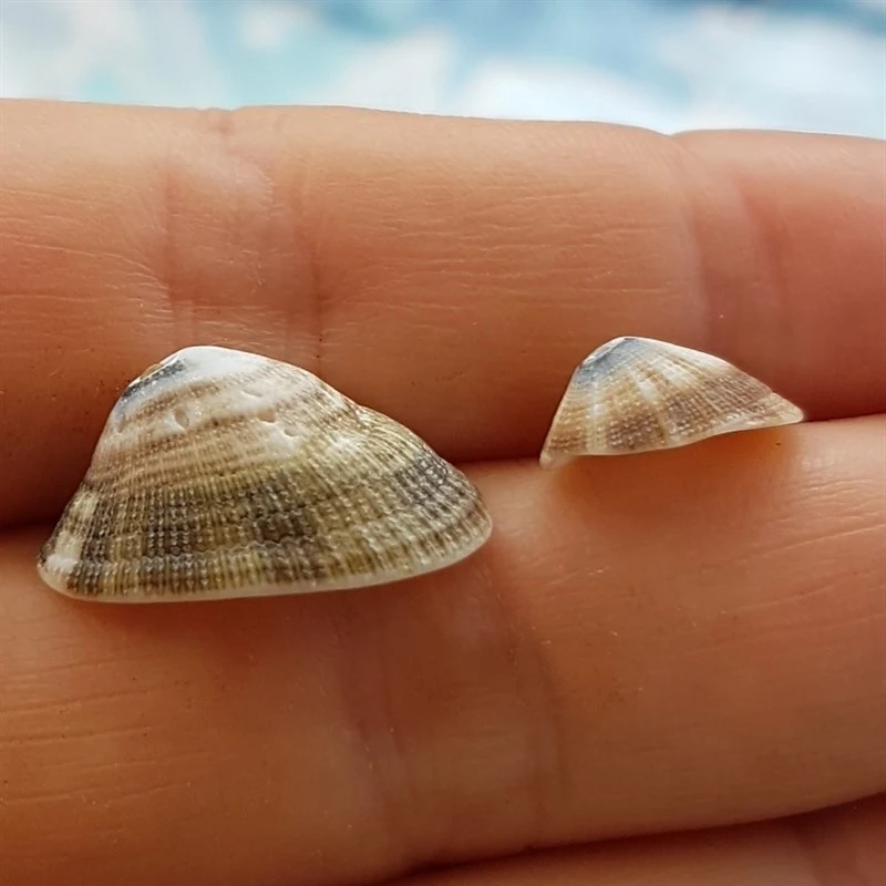 , Diodora digueti, Diodora digueti