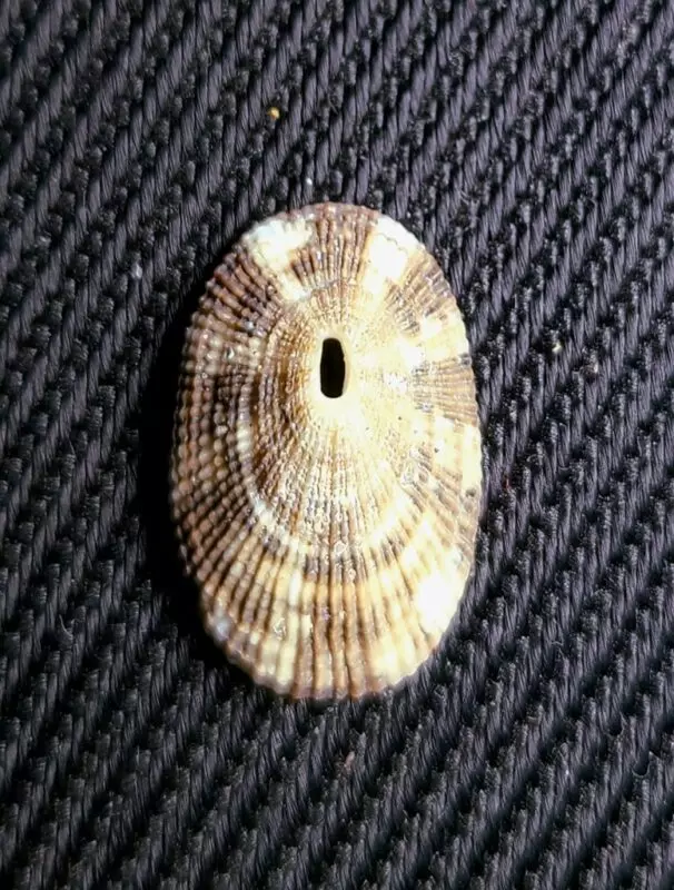 , Diodora inaequalis, Diodora inaequalis