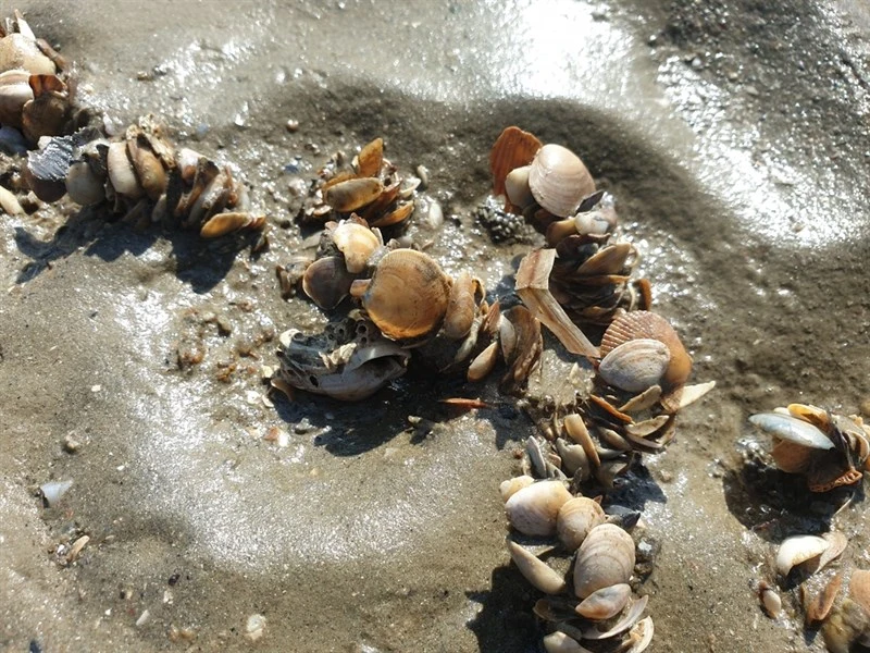 , Diopatra neapolitana, Diopatra neapolitana