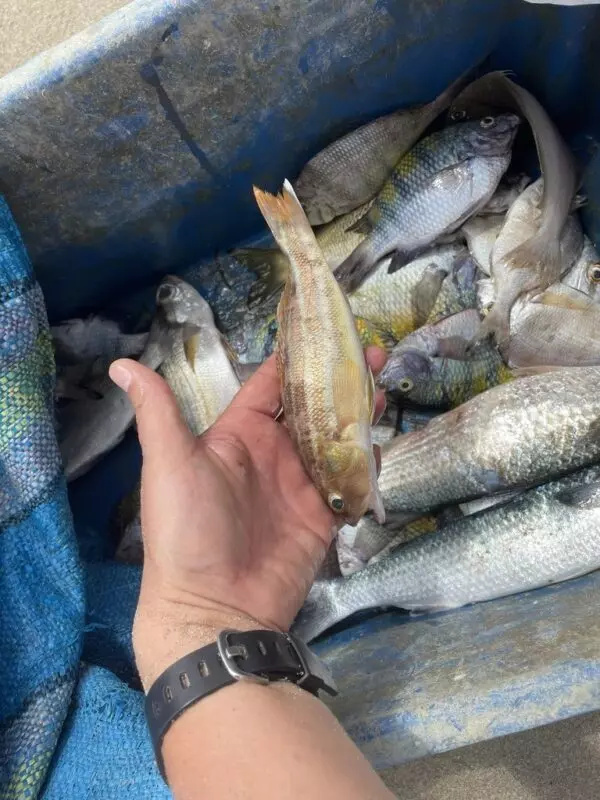 Inshore sand perch, Diplectrum pacificum, Diplectrum pacificum