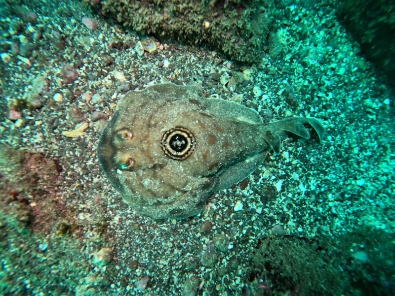 Ocellated electric ray, Ocellated Electric Ray, Bullseye Electric Ray, Pacific Dwarf Numbfish - Diplobatis ommata, Diplobatis ommata