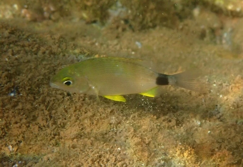 Annular seabream, Annular Seabream - Diplodus annularis, Diplodus annularis