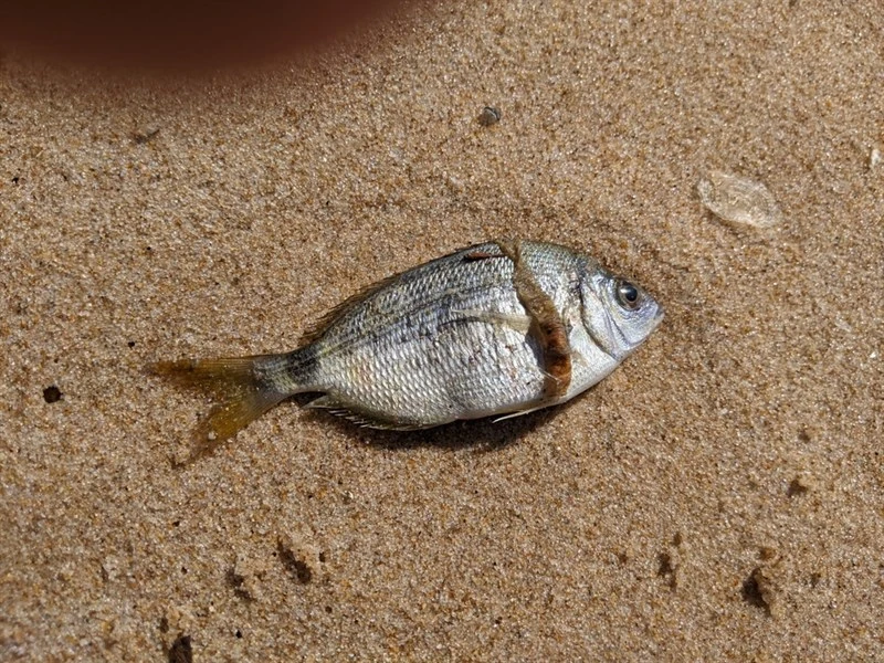 Senegal seabream, Senegal Seabream - Diplodus bellottii, Diplodus bellottii