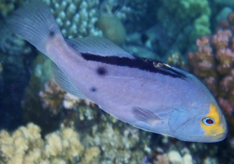 Yellowfin soapfish, Yellowfin Soapfish, Red Sea Soapfish, Diploprion drachi