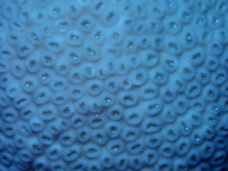 , Knob Coral, Dipsastraea laxa