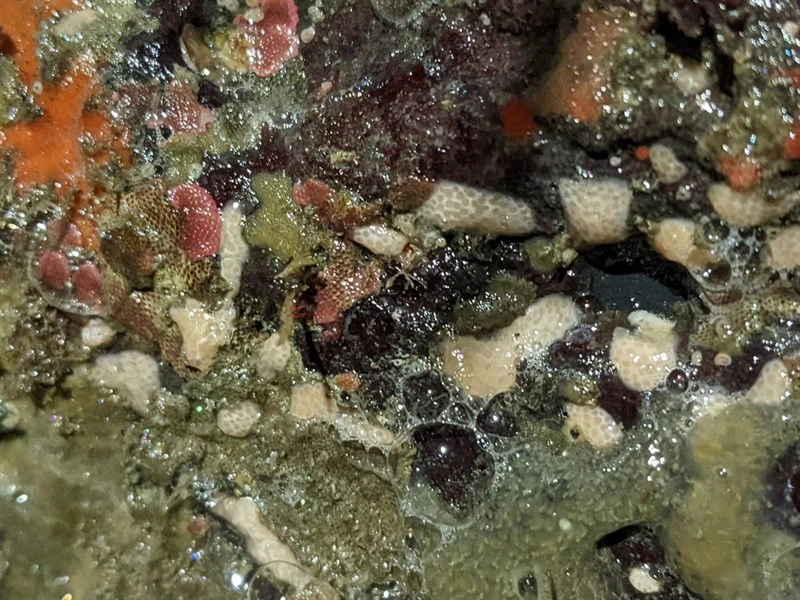 , White Disc Soft Coral, Discophyton rudyi