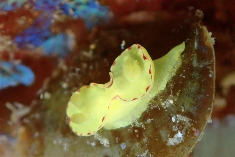 , Yellow Noumea, Diversidoris flava