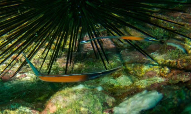 Janss' pipefish, Cleaner Pipefish, Janss Pipefish, Janss's Pipefish, Doryrhamphus janssi