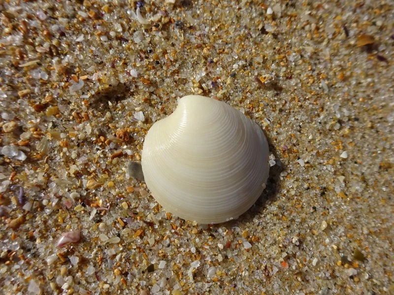, Dosinia nedigna, Dosinia nedigna