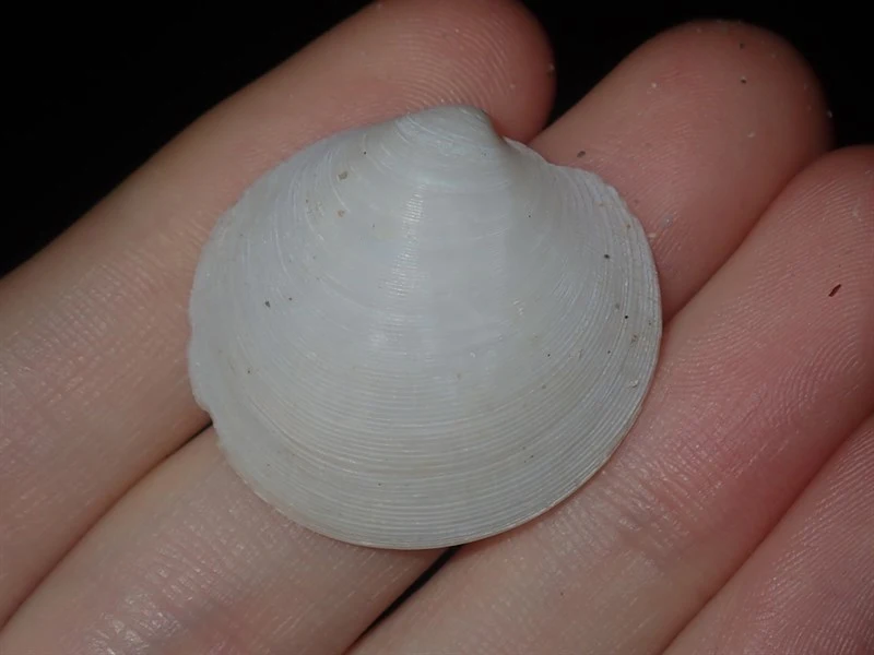 , Dosinia sculpta, Dosinia sculpta