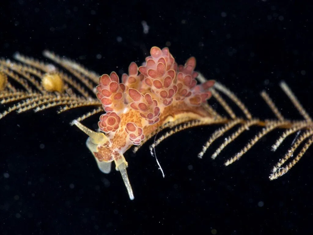 , Dendronotid Nudibranch, Doto floridicola