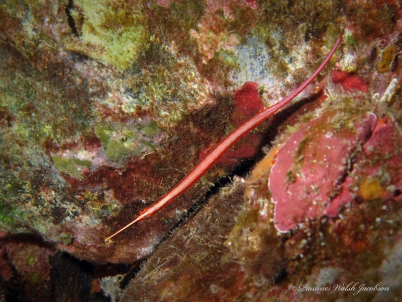 Redstripe pipefish, Redstripe Pipefish, Dunckerocampus baldwini