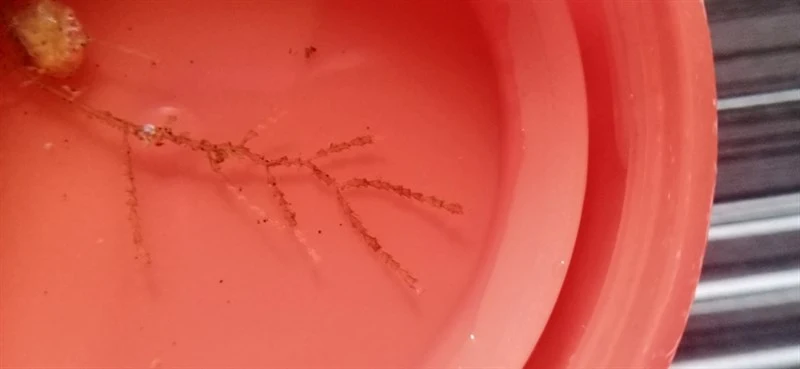 , Dynamena crisioides, Dynamena crisioides