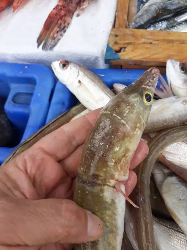 Painted eel, Painted Eel - Echelus myrus, Echelus myrus