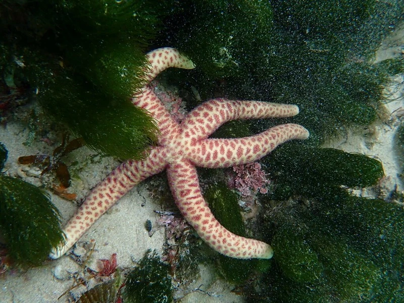 , Echinaster arcystatus, Echinaster arcystatus
