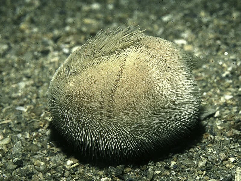 , Echinocardium pennatifidum
