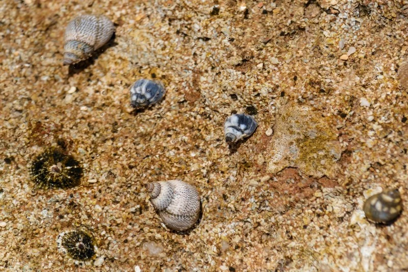 , Echinolittorina hawaiiensis