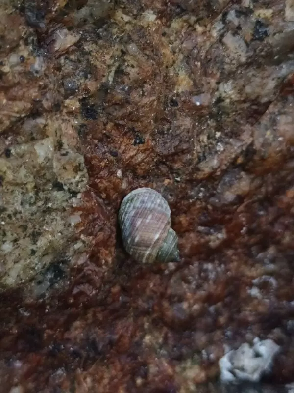 , Echinolittorina leucosticta, Echinolittorina leucosticta