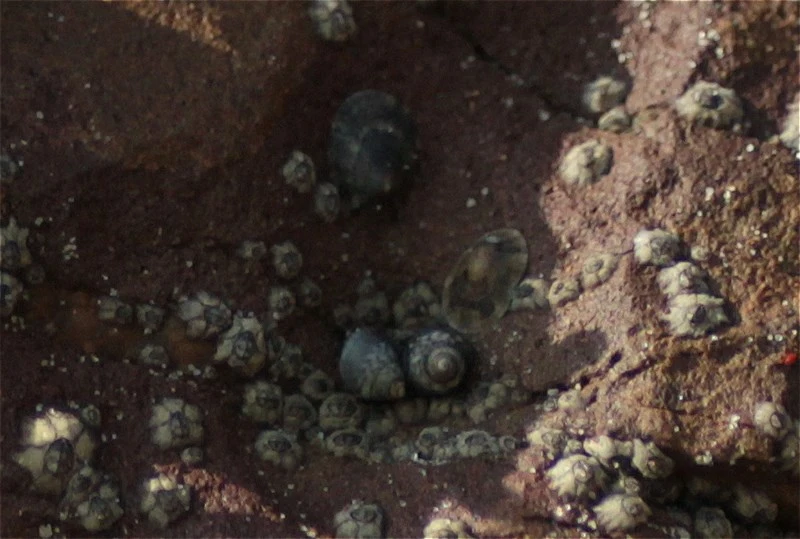 , Echinolittorina paytensis