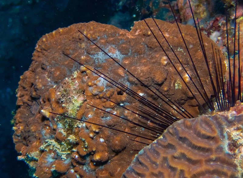 , Large Polyp Stone Coral, Echinophyllia aspera