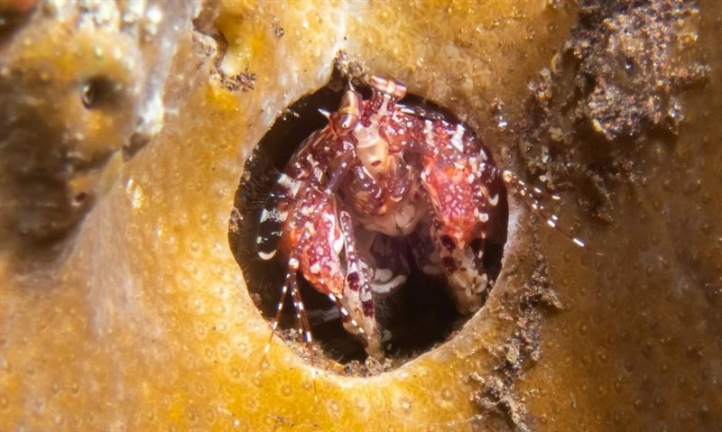 , Sea Urchin Mantis Shrimp, Urchin-tail Mantis Shrimp, Echinosquilla guerinii
