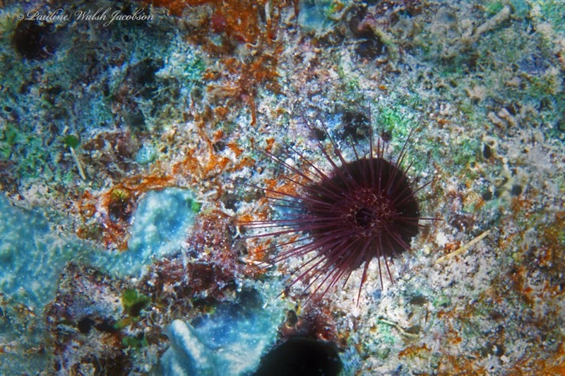 , Burrowing Fine Spine Urchin, Echinostrephus molaris