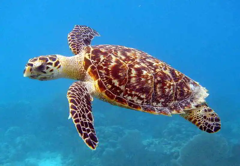 Echte-Karettschildkröte-Eretmochelys-imbricata-tauchen-Kanaren-Schildkröten-Kanarische-Inseln-Atlantik-Ozean-Lebensraum-Meer