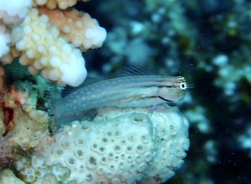 Dentex blenny, Ecsenius Dentex, Ecsenius dentex