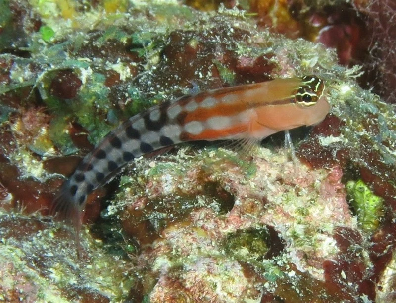 , Ecsenius Fijiensis, Ecsenius fijiensis