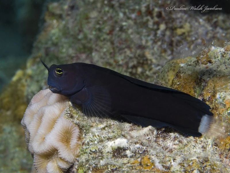Smooth-fin blenny, Smooth-fin Blenny, Ecsenius frontalis