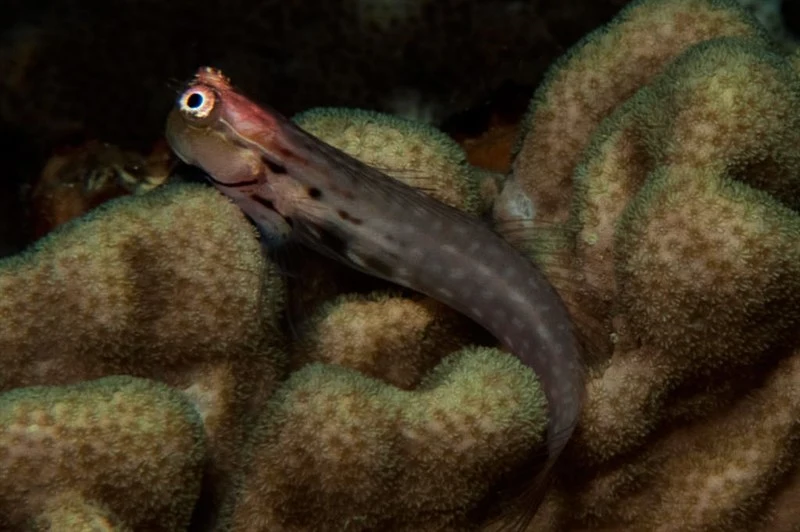 Nalolo, Ecsenius nalolo
