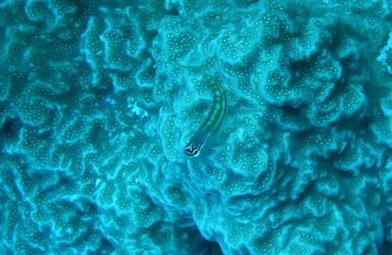 Comical blenny, Comical Blenny - Ecsenius opsifrontalis, Ecsenius opsifrontalis