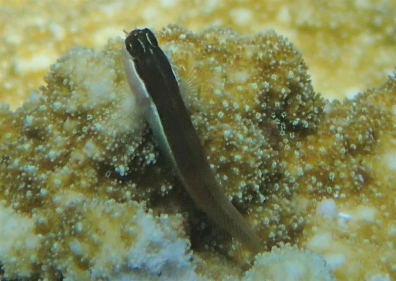 Shirley's coralblenny, Shirley's Coralblenny, Ecsenius shirleyae