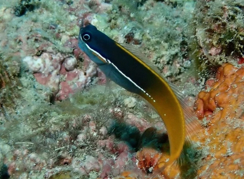 Tricolor coralblenny, Ecsenius Tricolor, Ecsenius tricolor