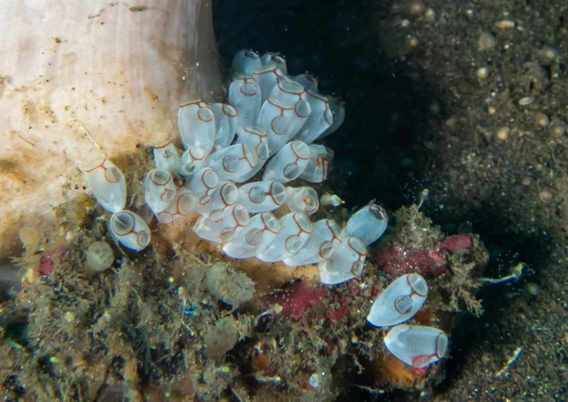 , Ascidian, Ecteinascidia bandaensis