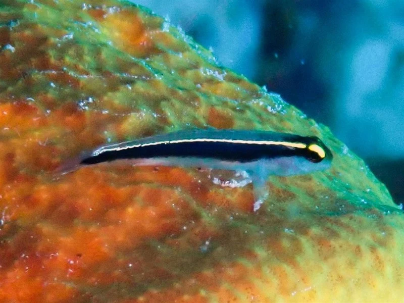 Cayman sponge goby, Cayman Sponge Goby - Elacatinus centralis, Elacatinus centralis
