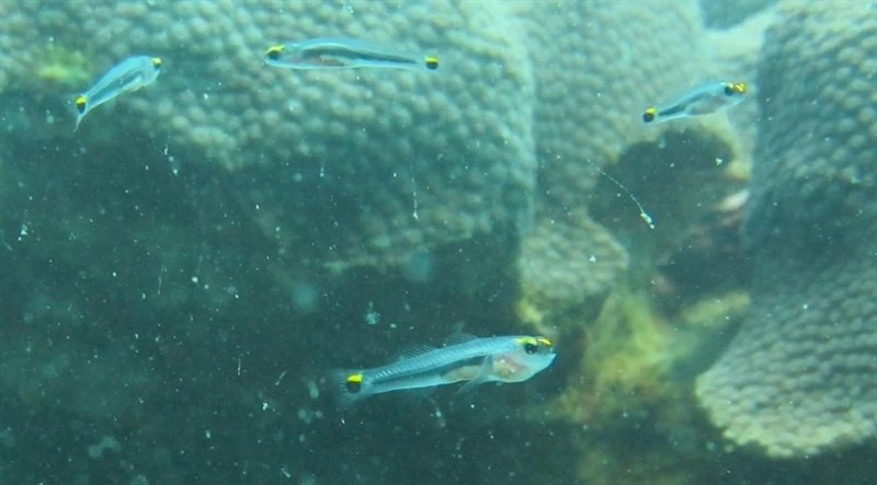 Jarocho goby, Jarocho Goby - Elacatinus jarocho, Elacatinus jarocho