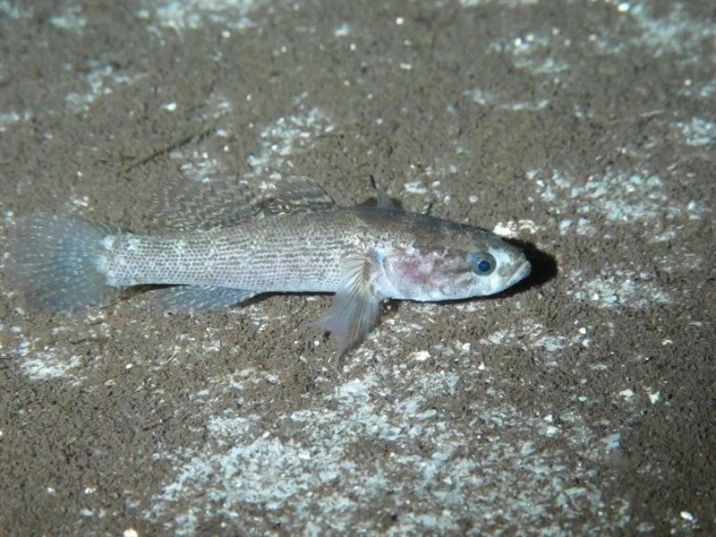 Smallscaled spinycheek sleeper, Eleotris perniger, Eleotris perniger