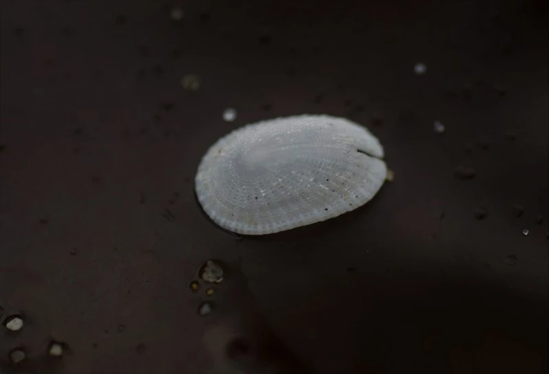 , Emarginula dilecta, Emarginula dilecta