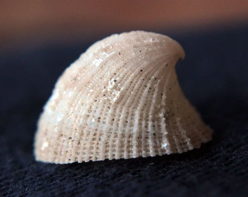 , Emarginula sicula